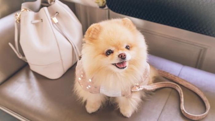Kejiwaan Pria di Jakut Diperiksa Buntut Diduga Lecehkan Anjing Pom