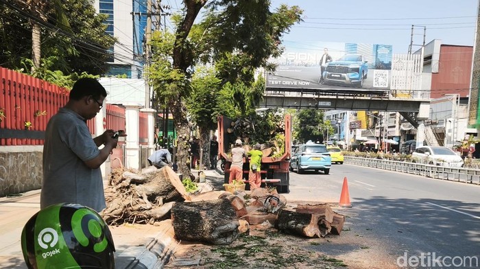 Pohon 15 Meter Tumbang di Jalan Pandanaran Semarang, Dua Pemotor Tewas dan Satu Terluka